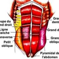 Abdominaux muscles
