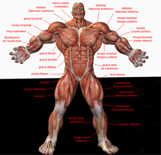 anatomie des muscles