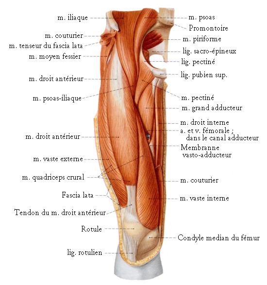 anatomie muscle cuisse