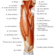 Anatomie muscle jambe