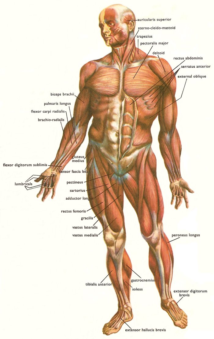 body muscle
