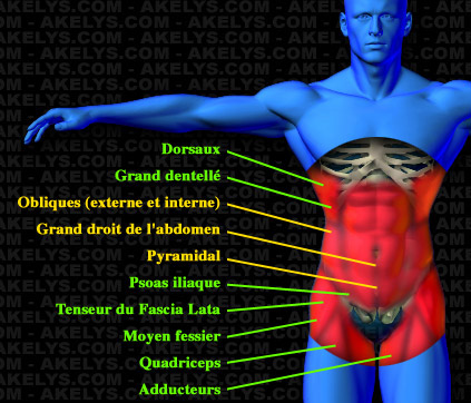 ceinture abdominale muscle