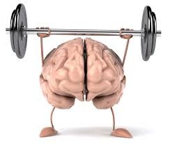 cerveau muscle