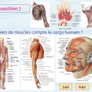 Combien de muscle dans le corps humain