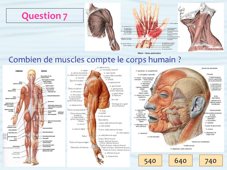 combien de muscle dans le corps humain