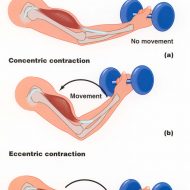 Contraction des muscles