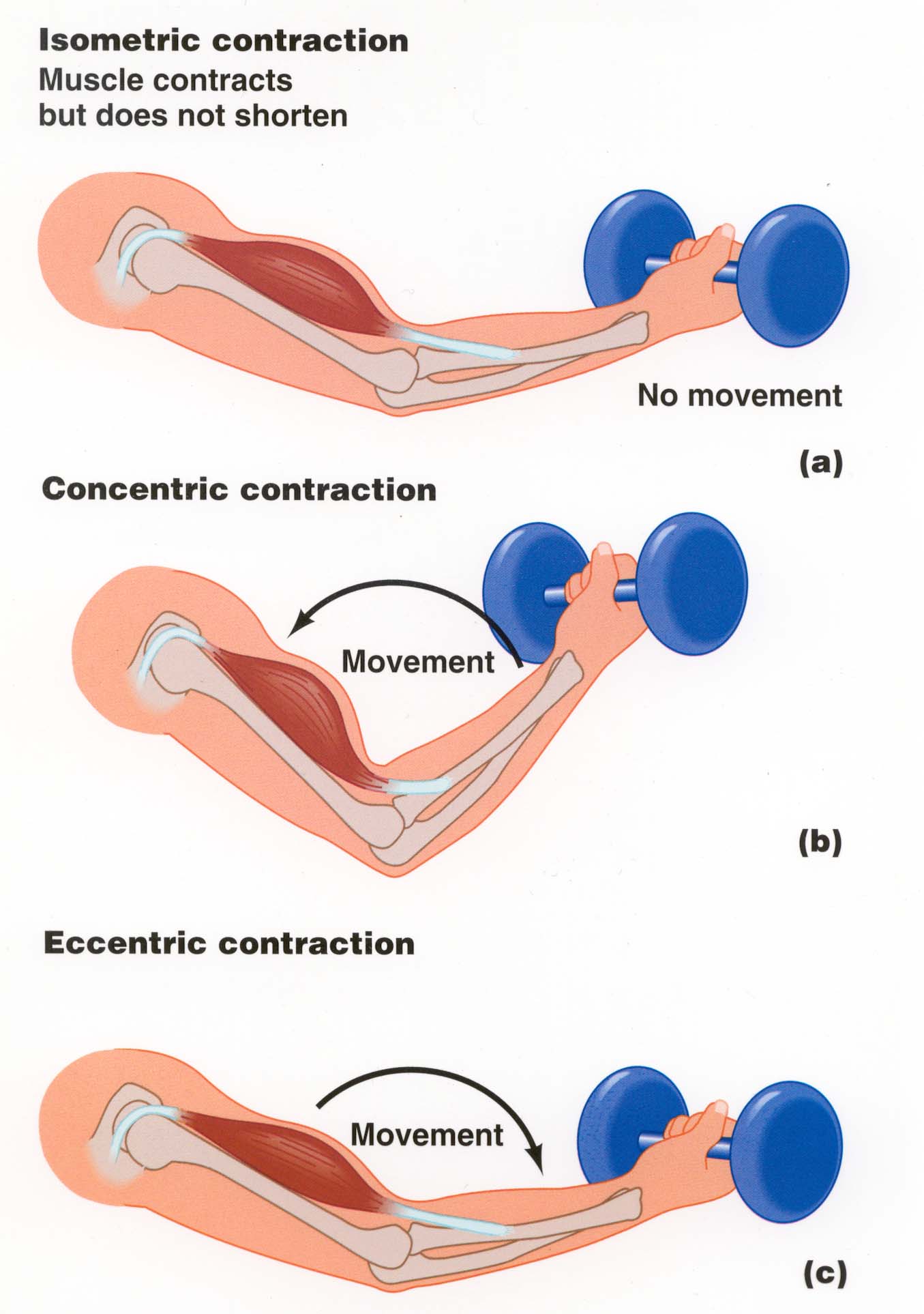 contraction des muscles