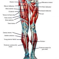 Douleurs dans les muscles des jambes