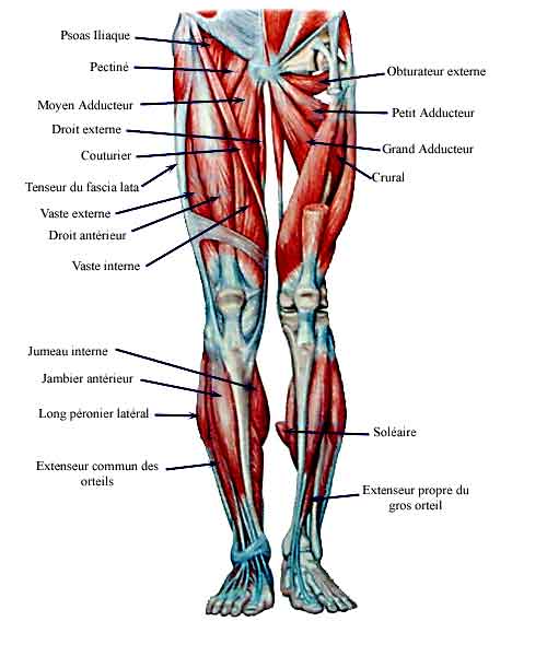 douleurs dans les muscles des jambes