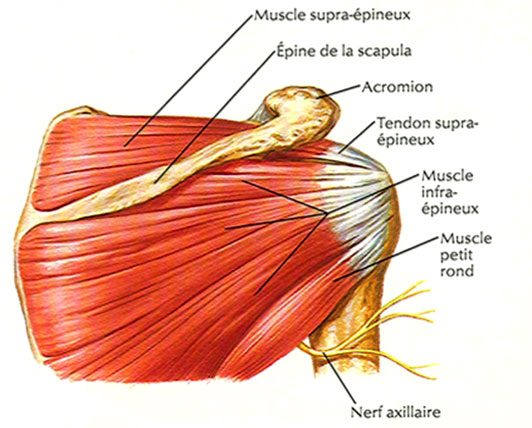douleurs tendons et muscles