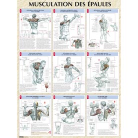épaules musculation
