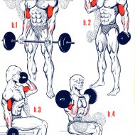 Exercice biceps musculation