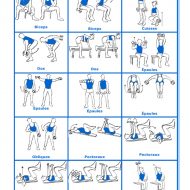Exercice de musculation avec haltères