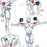 Exercice de musculation biceps