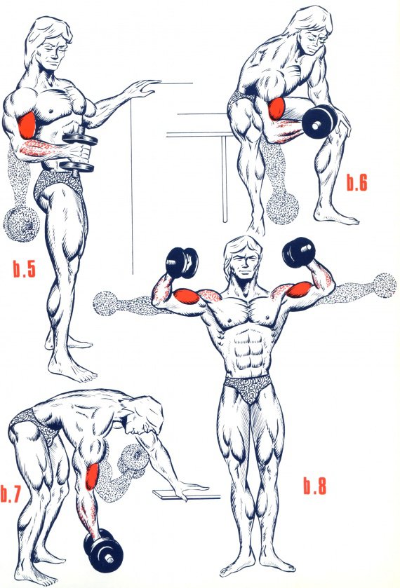 exercice de musculation biceps