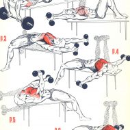 Exercice de musculation pectoraux