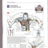 Exercice de musculation pour les pectoraux