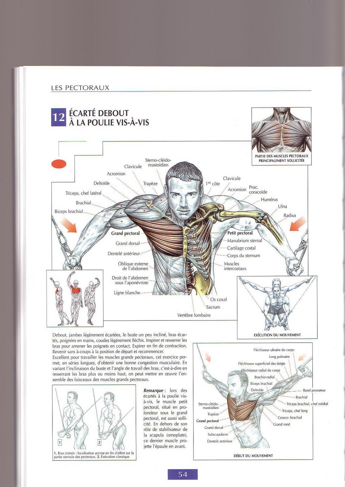 exercice de musculation pour les pectoraux