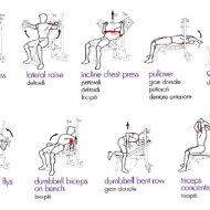 Exercice musculation avec banc