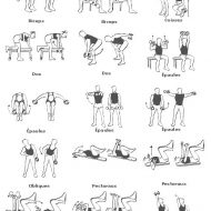 Exercice musculation avec haltères