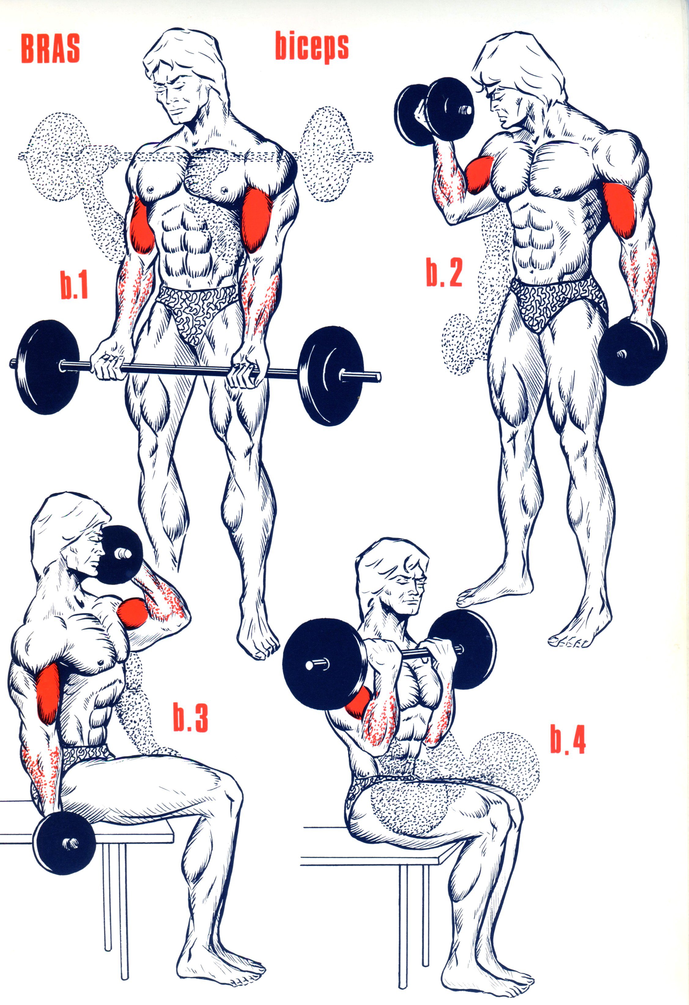 exercice musculation biceps