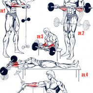 Exercice musculation bras