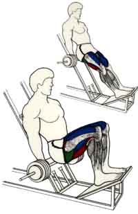 exercice musculation cuisse