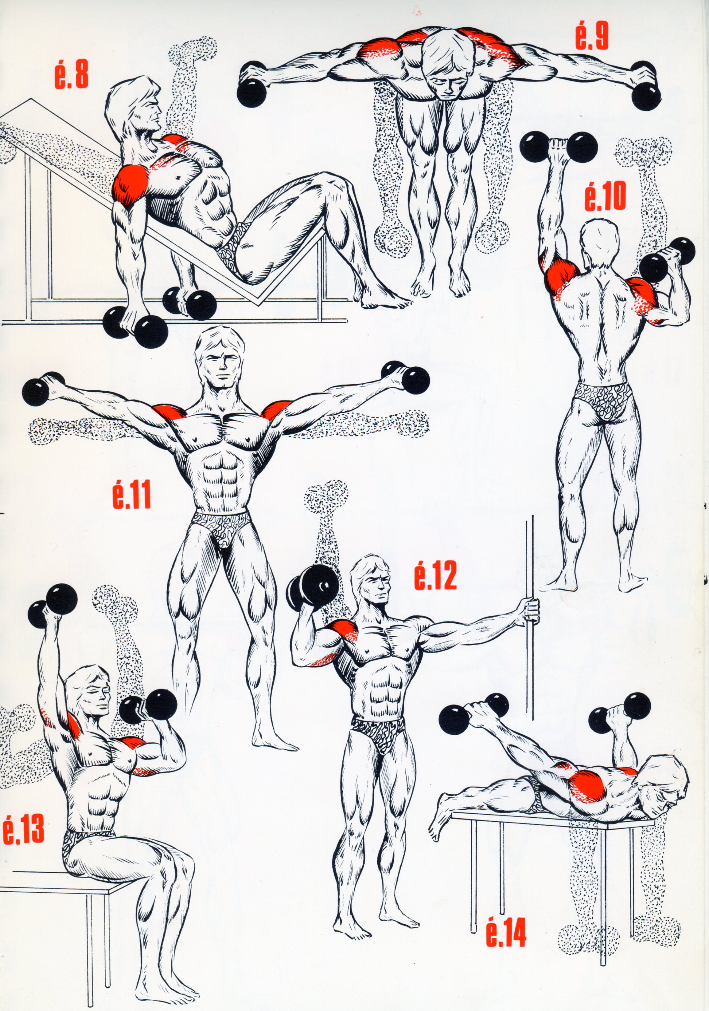 exercice musculation epaules