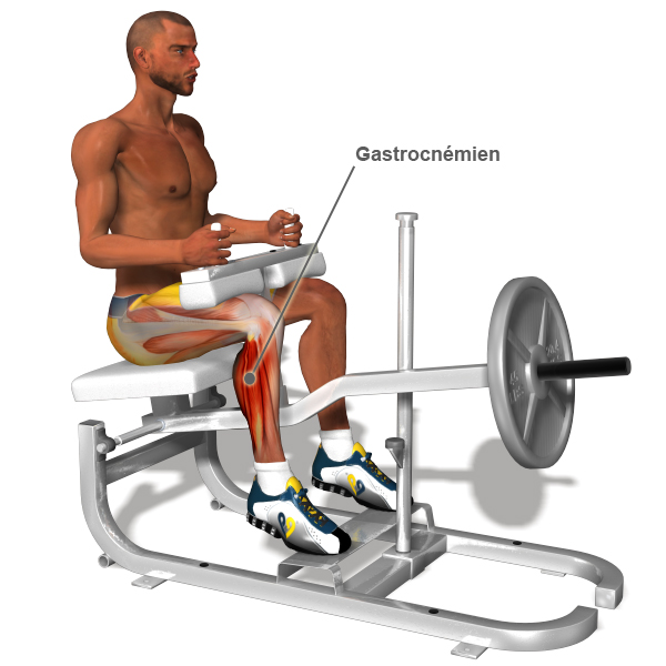 exercice musculation jambes