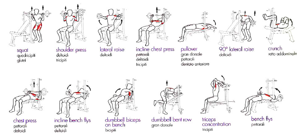 exercices banc de musculation