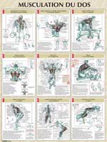 exercices de musculation du dos