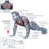 Exercices de musculation sans matériel
