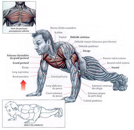exercices de musculation sans matériel