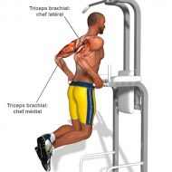 Exercices musculation triceps