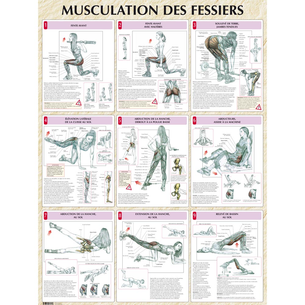 fessiers musculation