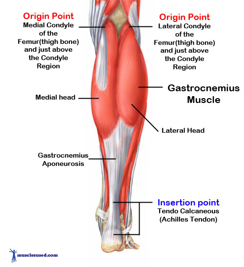 gastrocnemius muscle