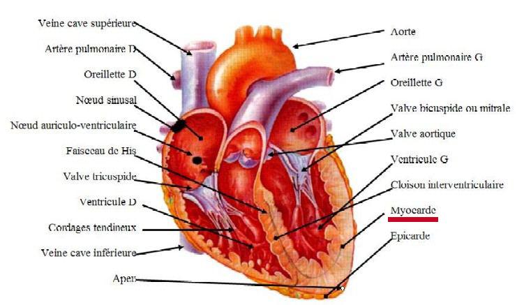 le muscle cardiaque