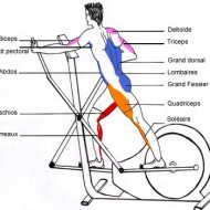 Le vélo elliptique muscle quoi