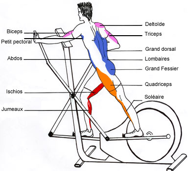 le vélo elliptique muscle quoi