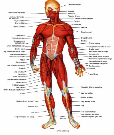 les différents muscles du corps humain