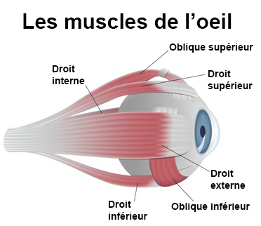 les muscles de l oeil