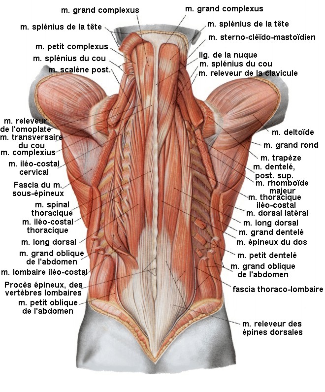 les muscles du dos