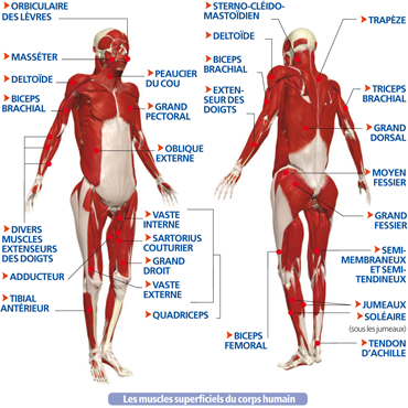 liste des muscles du corps humain