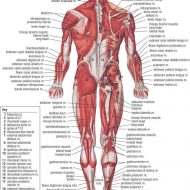 Muscle anatomy chart