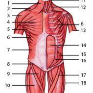 Muscle anatomy quiz