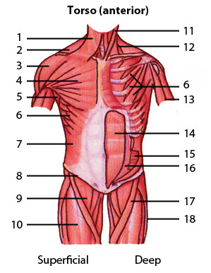 muscle anatomy quiz