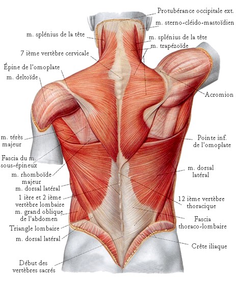 muscle angulaire