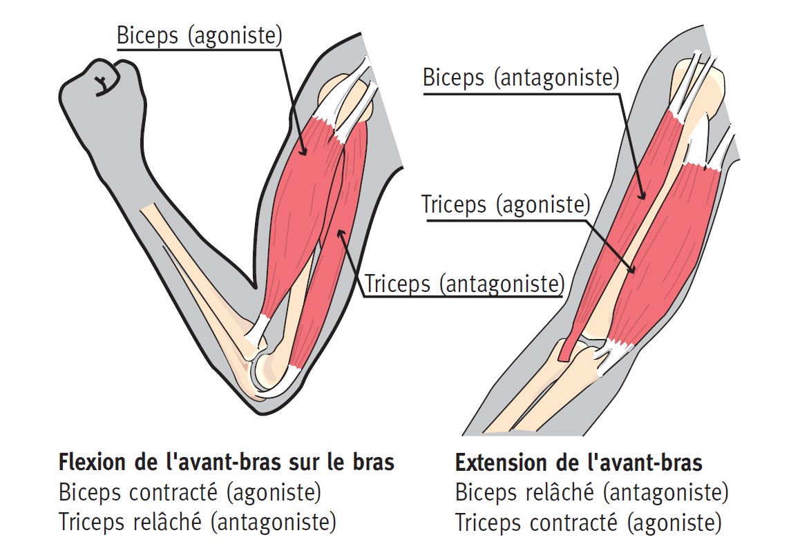 muscle antagoniste