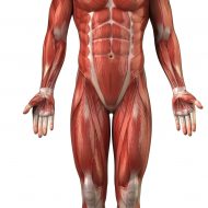 Muscle body
