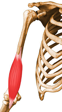 muscle brachial antérieur